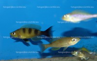 /album/fotogaleria-cyprichromis-spec-kibischi/a1-4-jpg/
